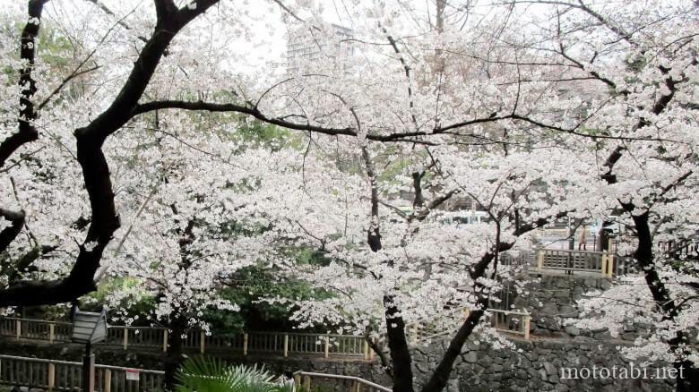 北区立音無親水公園 北区立音無親水公園の桜
