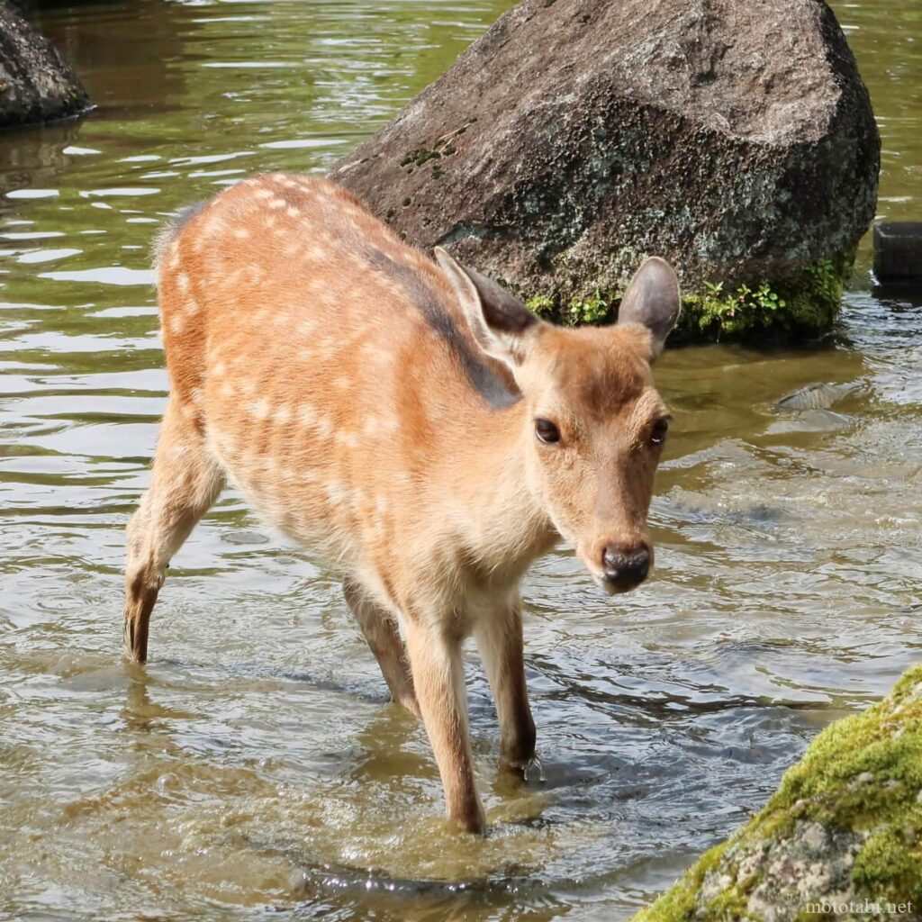 春日野園地
