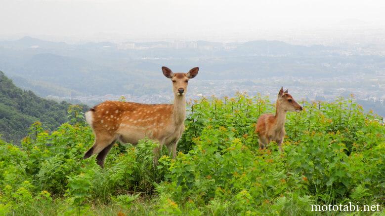 奈良公園の鹿はどこにいる?夜はどこへ?ひいたらどうする?シカ徹底ガイド | タビノキオク