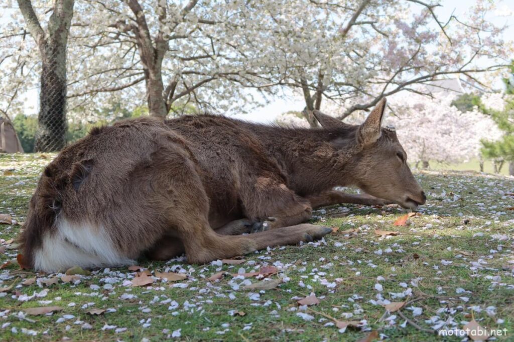 奈良公園の鹿