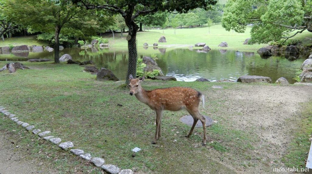 奈良公園