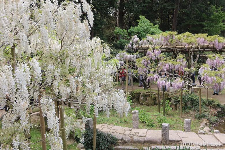 万葉植物園・藤の開花時期