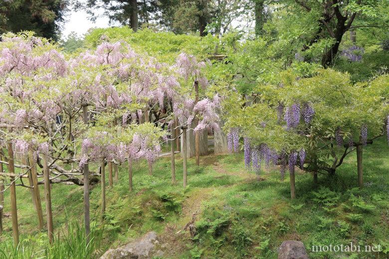 万葉植物園・藤の開花時期
