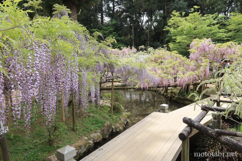 万葉植物園・藤の開花時期