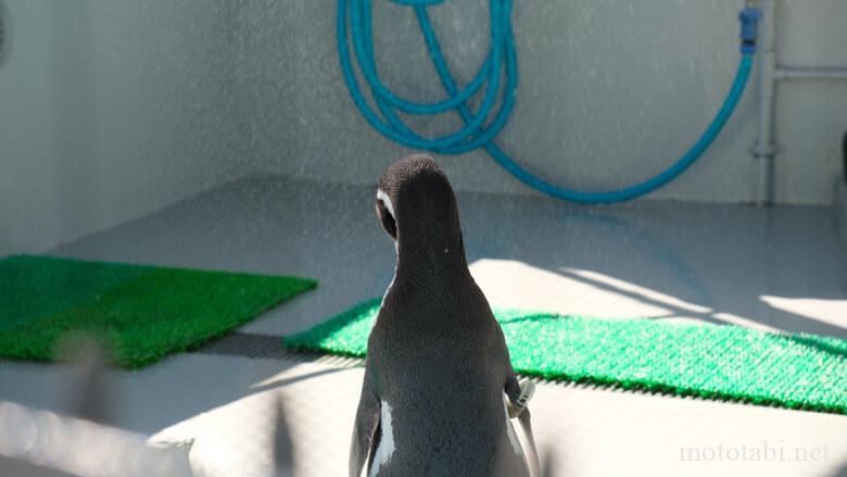 和歌山城お城のどうぶつえん・ペンギン