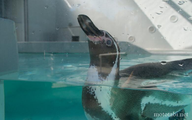 和歌山城お城のどうぶつえん・ペンギン