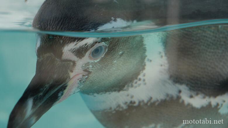 和歌山城お城のどうぶつえん・ペンギン