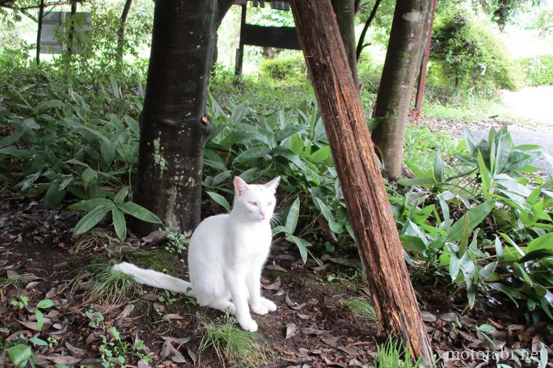 温泉にいた猫